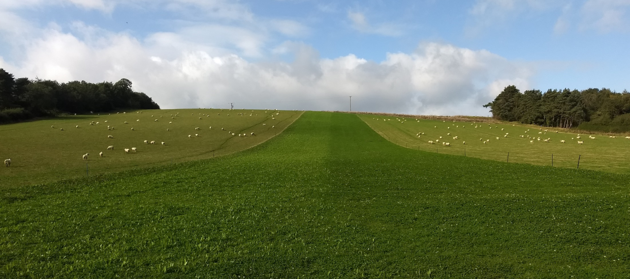 Sheep production image 1